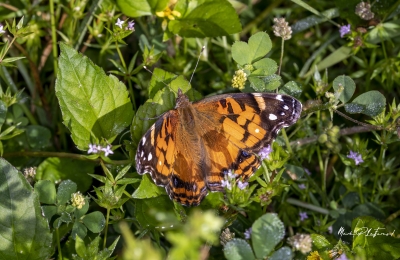 American Lady Butterfly April 2020